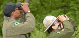 park rangers use binoculars to look to the tree tops