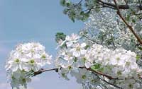 Flowering Pear Tree blossoms
