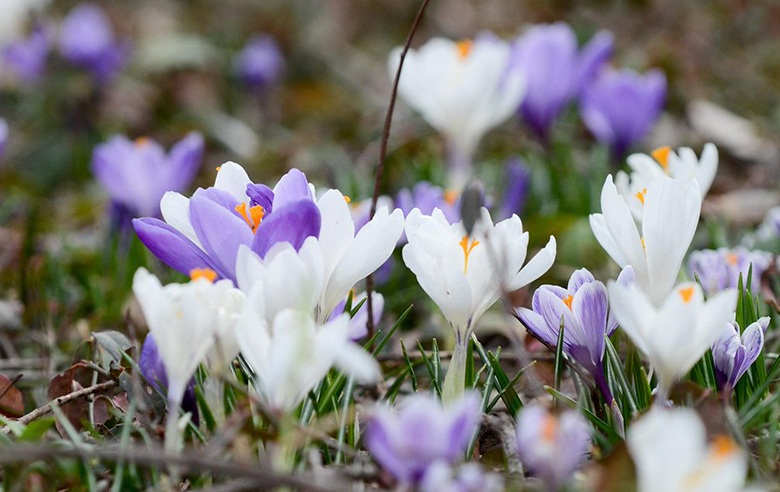 Crocus
