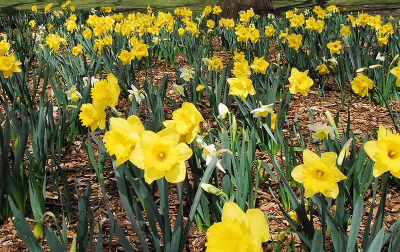 Daffodils