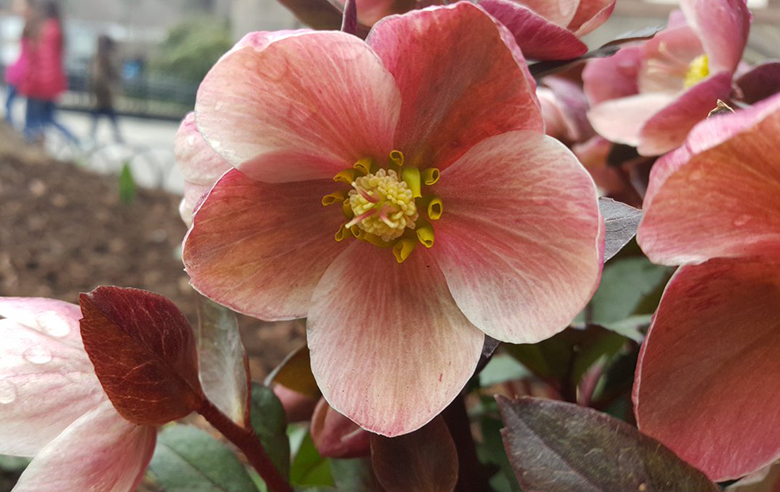 Lenten Roses