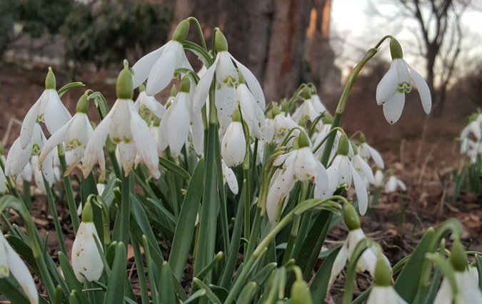 Snowdrops