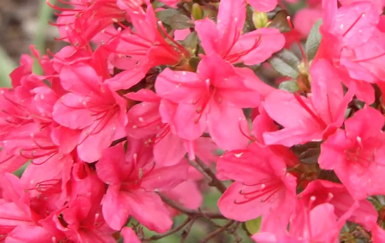 Azaleas
