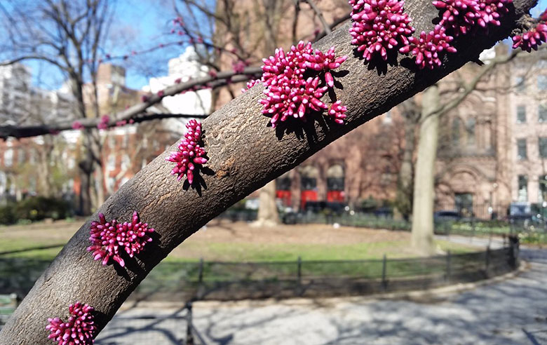 Eastern Redbud