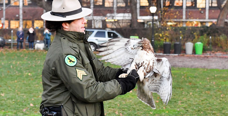 A park ranger holds on to a hawk