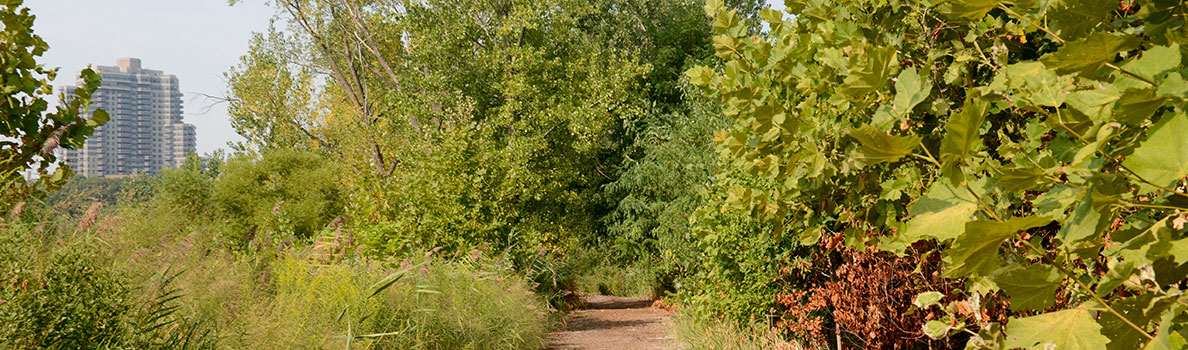 Willow Lake Hiking Trail