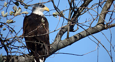 a bald eagle in a tree