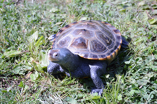 diamondback terrapin turtle