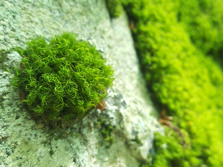 green fluffy moss on. atree