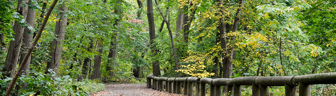 a path winds through the trees in a forested park