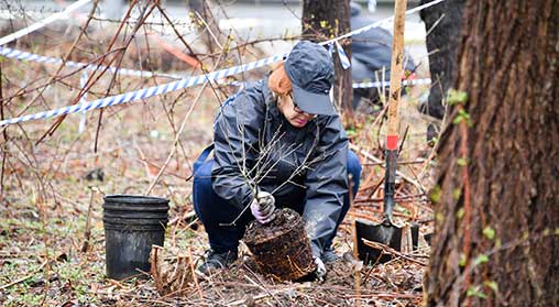 A volunteer plants a sapling near another tree in a park.