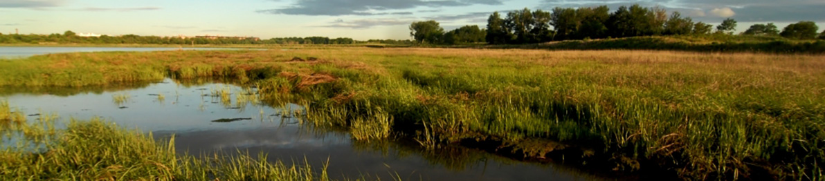 view of the salt marsh in marine park