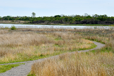 a trail winds through the salt marsh and leads out to the creek