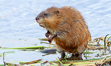 a muskrat hangs out among aquatic plants