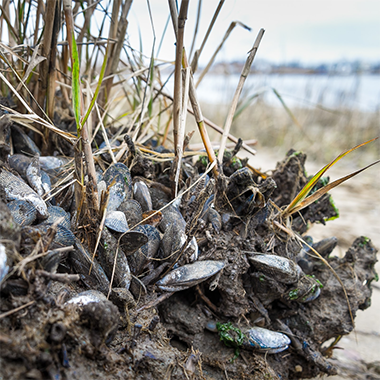 a bed of mussels, clams, oysters