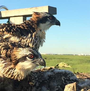 two ospreys hang out in a nest on a utility pole