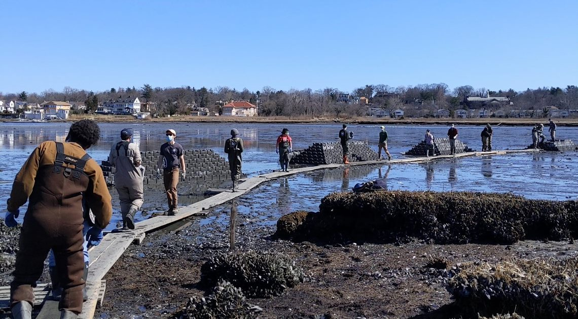 staff use a makeshift wooden trail to access the salt marsh and to build concrete castles in the salt marsh