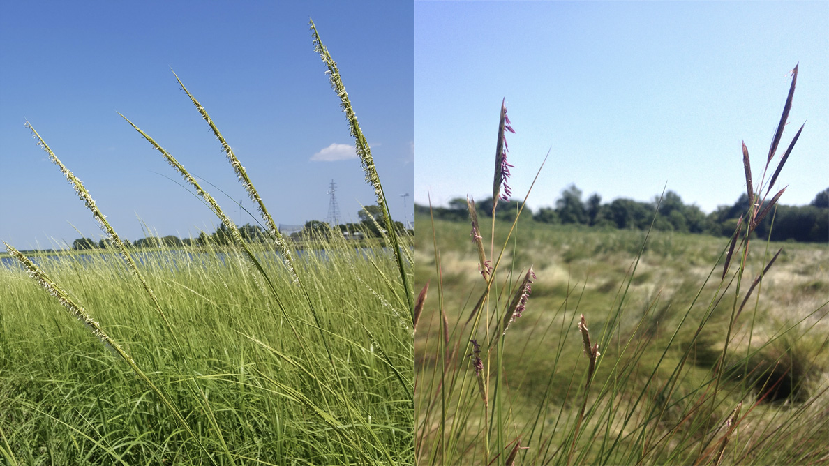 composite image of Spartina Alterniflora (left), Spartina Patens (right)