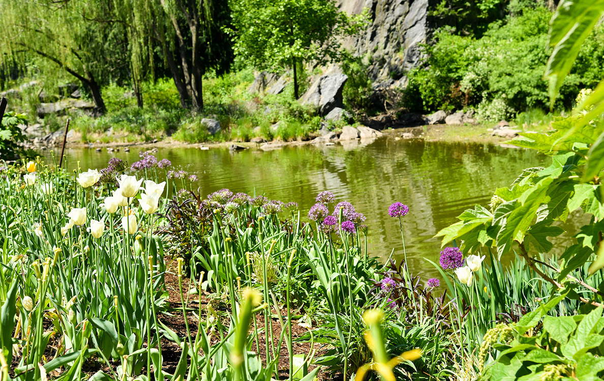 Introducing Pollinator Places