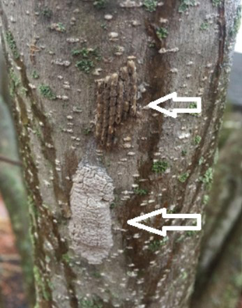 SLF egg masses uncovered (top) and covered (bottom)