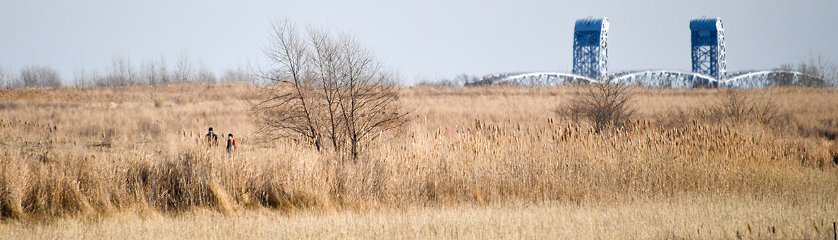 Maritime grassland at Marine Park, Brooklyn.