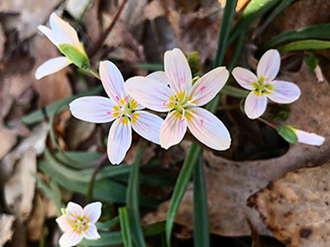 spring ephemerals spring beauty