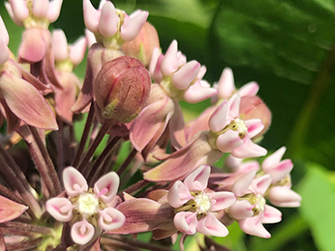 summer blooming weeds milkweed