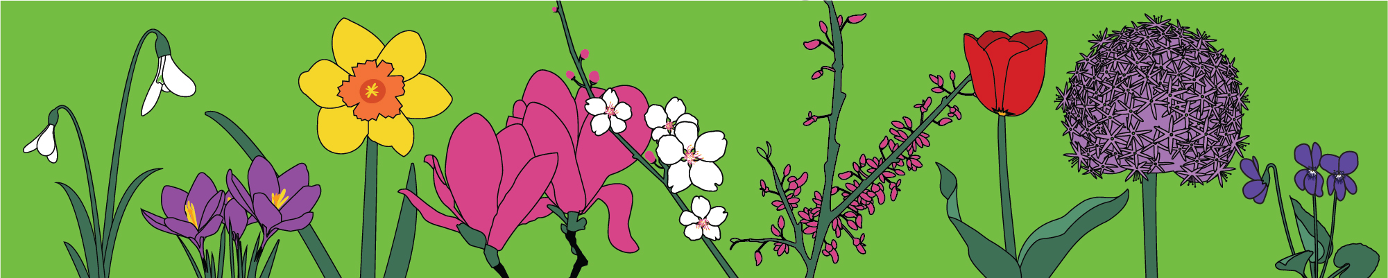 illustration of flowers that bloom in spring including snowdrops, daffodils, crocuses, magnolias, cherries, eastern redbud, tulips, alliums, and violets