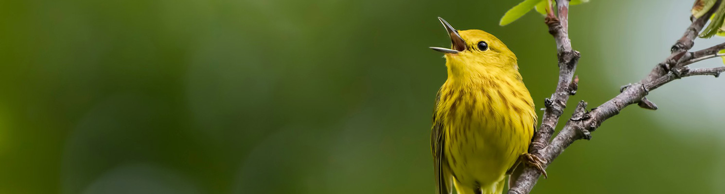 a yellow bird sings while sitting on a tree branch