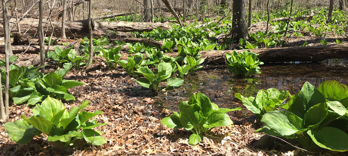 vernal pool with plants at Van Cortlandt Park