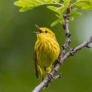 yellow bird on tree branch