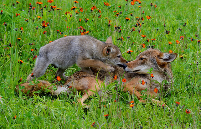 baby virigina opossum hanging on tree branch by tail