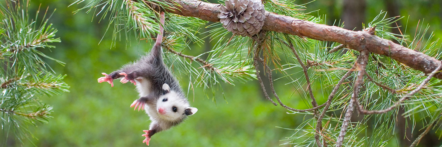 baby virgina opossum hanging by tail from tree branch