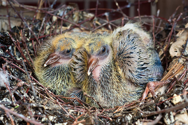 baby pigeons