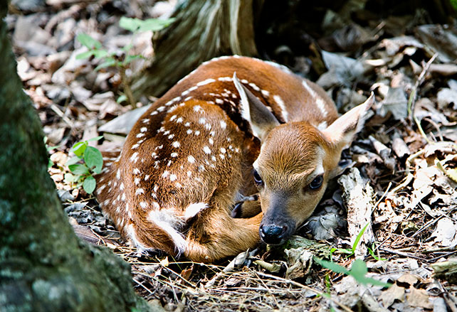 baby deer fawn curled up