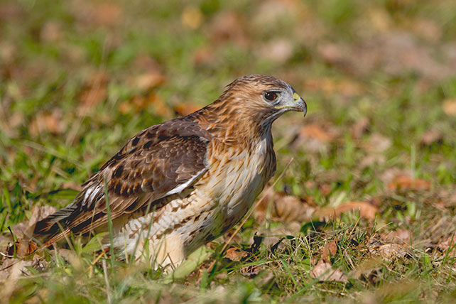 young hawk