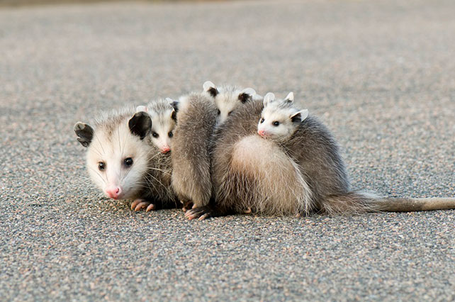 virigina opossum parent with babies on its back