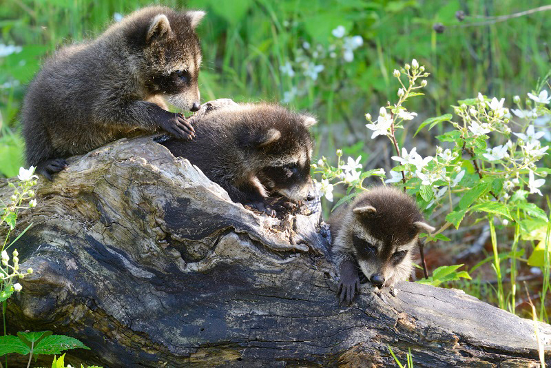 baby raccoons
