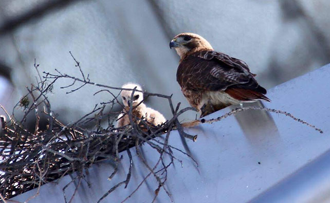 baby hawk in nest with its parent