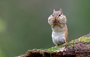 chipmunk with food in its mouth