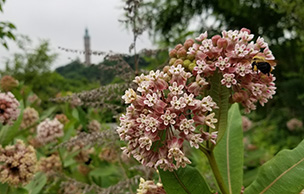 milkweed flowers and bee