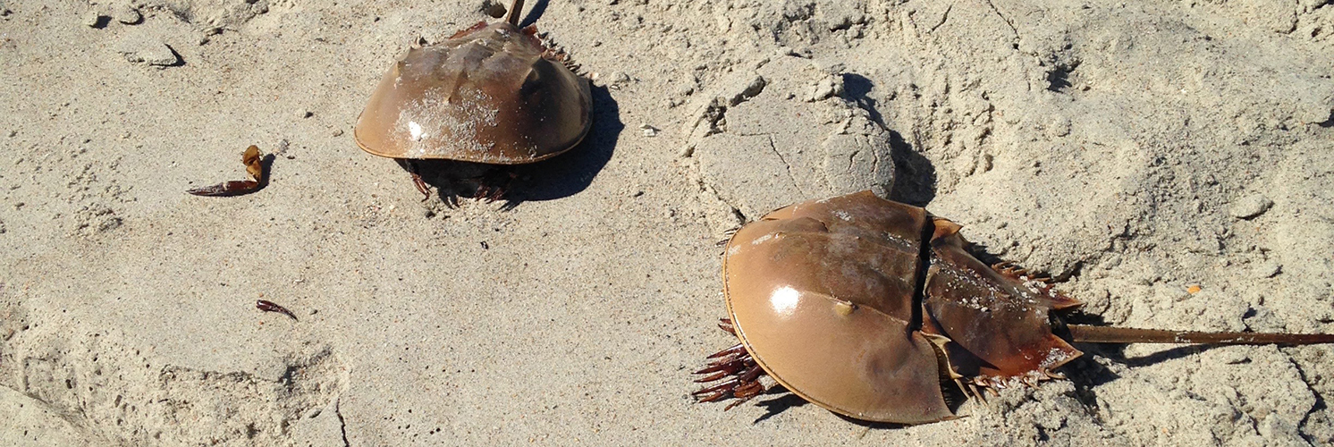 two horseshoe crabs on the beach