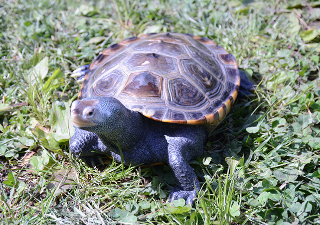 A diamondback terrapin walks through the lawn grass