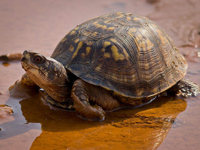 A box turtle hangs out in a muddy puddle