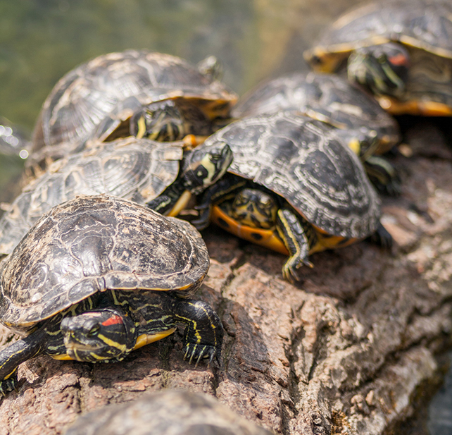 A group of red eared sliders pile along a log to sunbathe