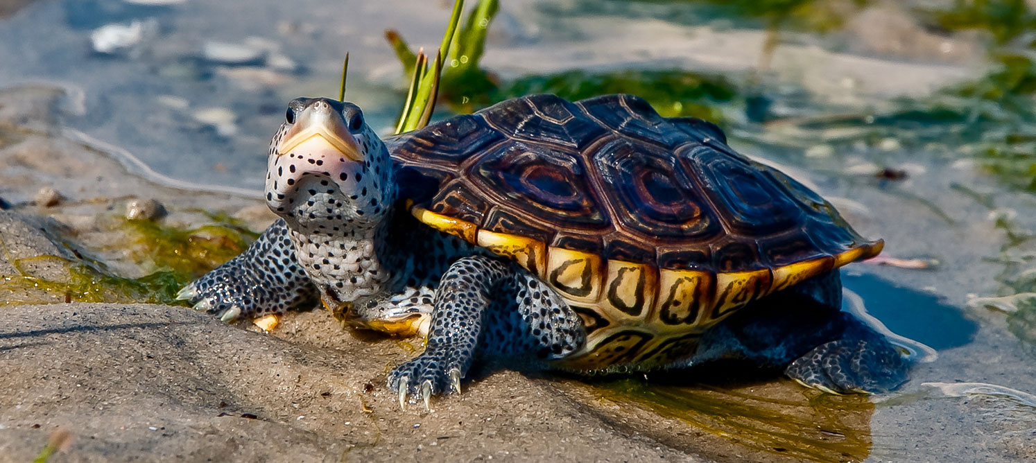 A diamondback terrapin hangs out in a puddle