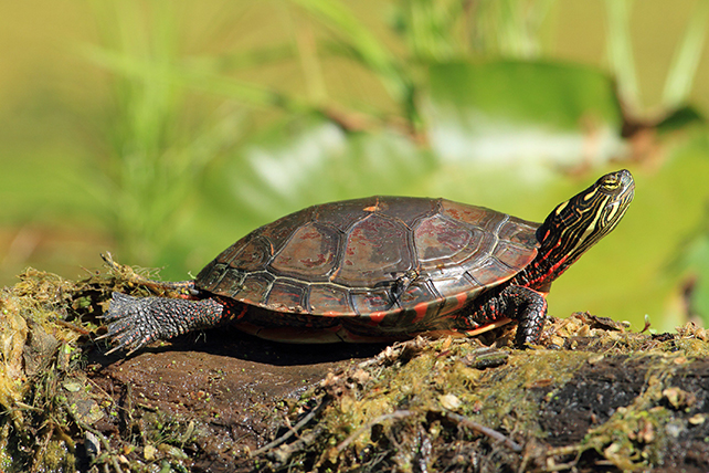 Painted Turtle with red markings on its shell on a log in the park