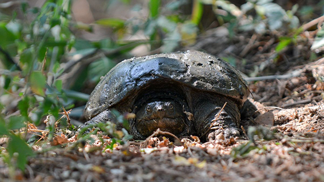 A large Snapping Turtle makes its way through the vegetation in the park