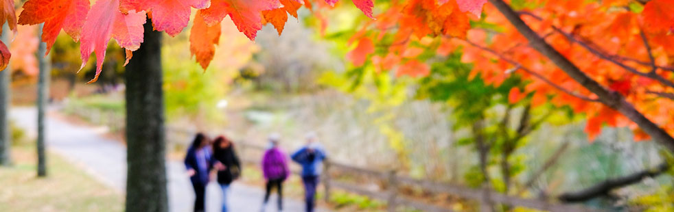 hillside view of trees in fall foliage looking out to the water