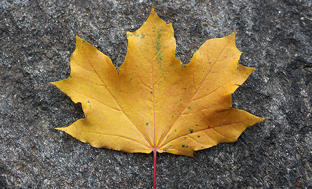Norway Maple              Leaf